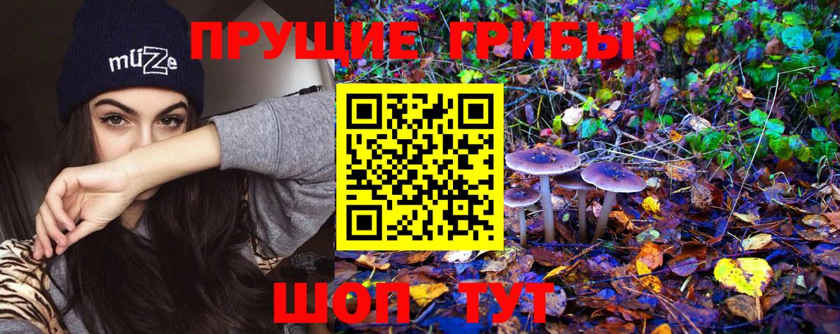 Галлюциногенные грибы Psilocybine cubensis Москва
